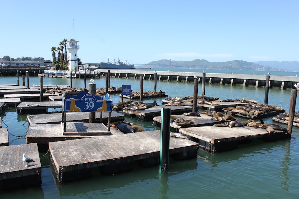 K-Dock Sea Lions