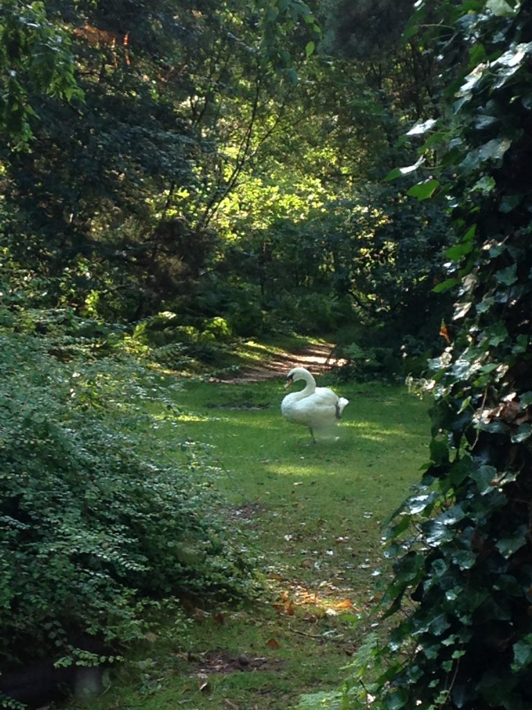 Center Parcs Swan