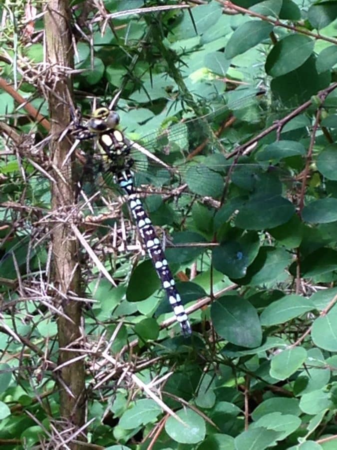 Center Parcs Dragonfly