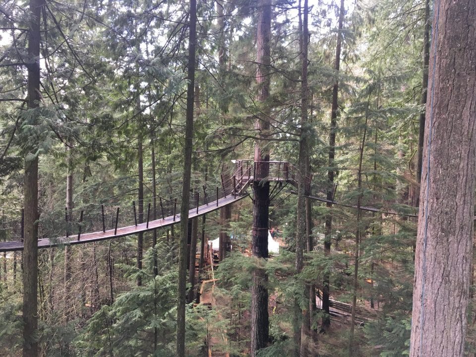 Tree Top Walk