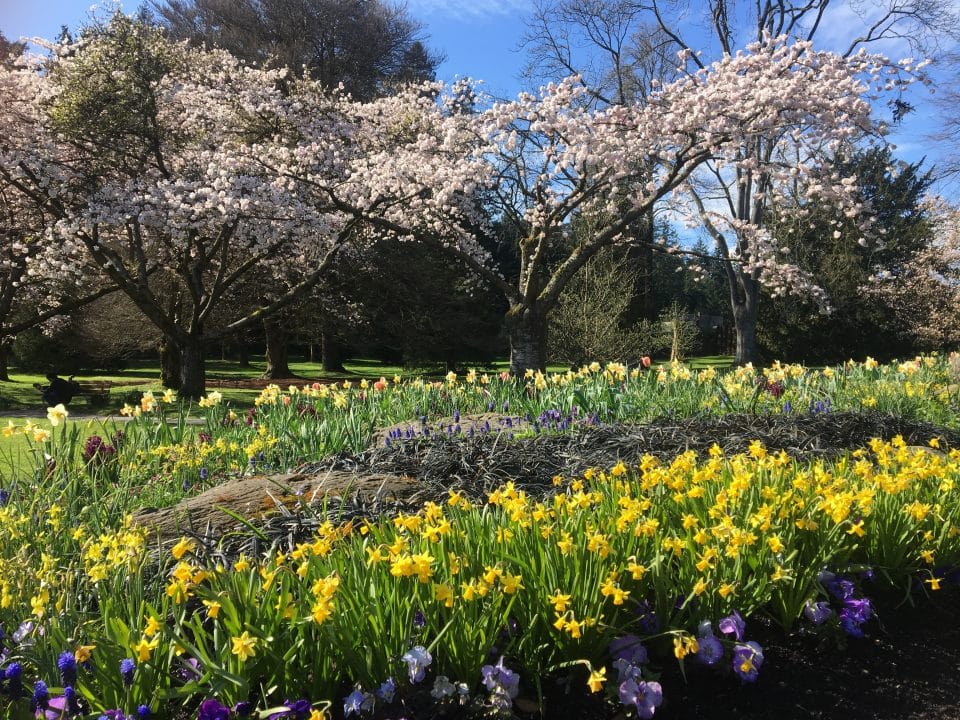 Stanley Park Rose Garden