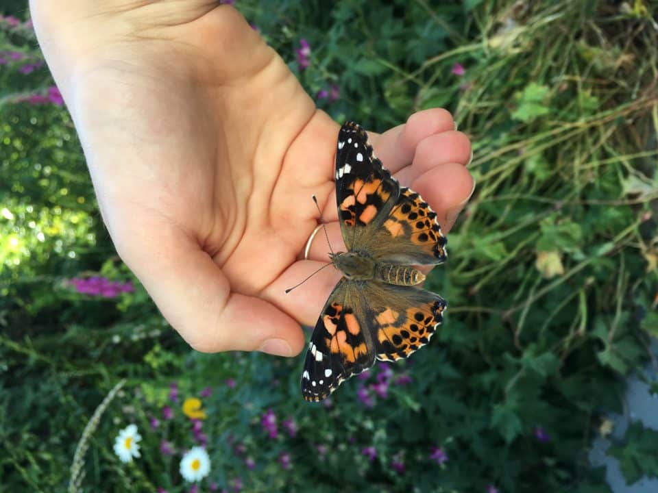 Butterfly on hand