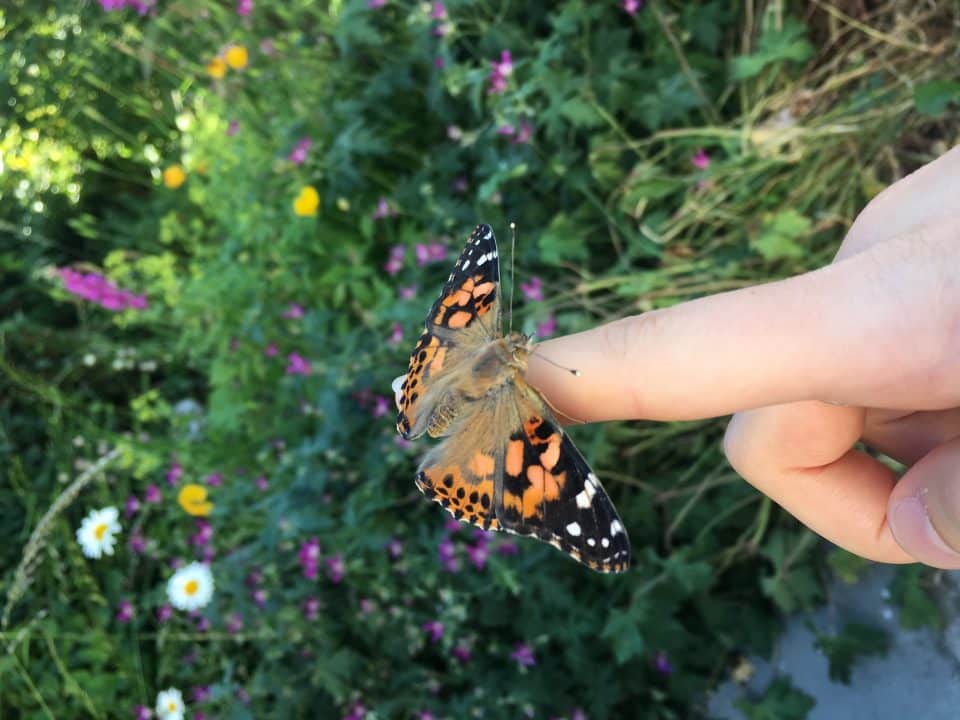 Butterfly open on finger