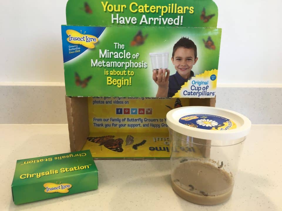 Caterpillars and Chrysalis Station