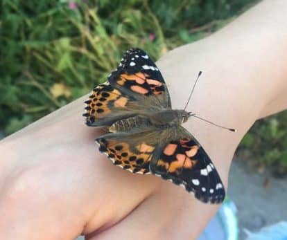 Butterfly release on arm