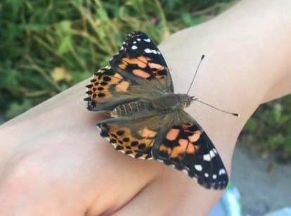 Butterfly release on arm