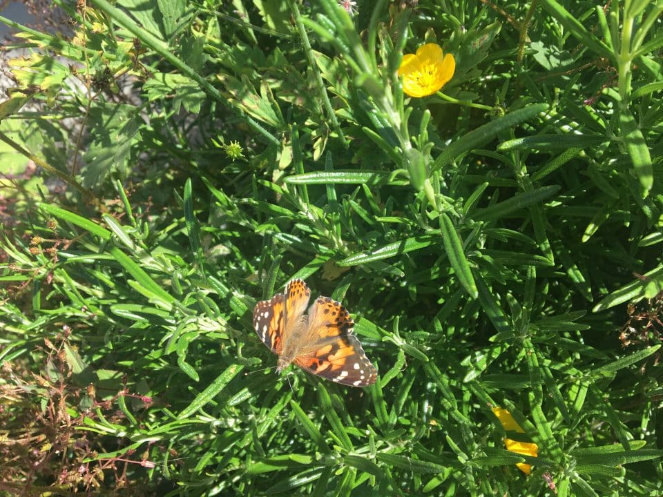 Butterfly on flowers