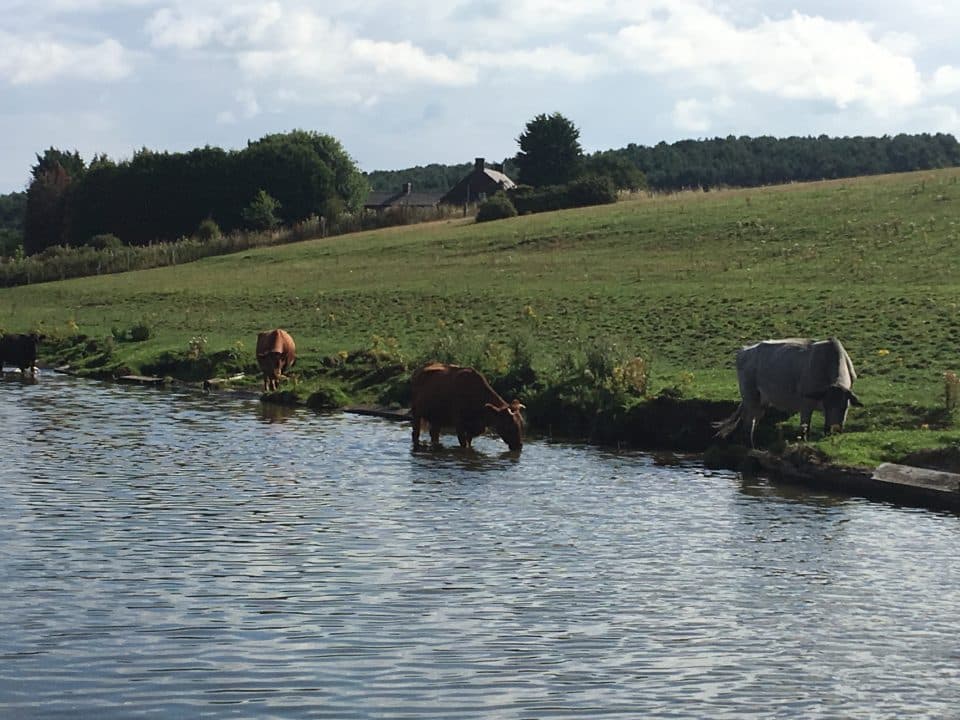 Bridgewater Canal Cows