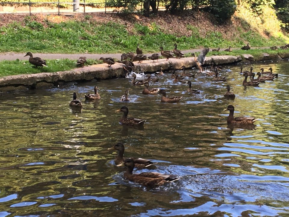 Bridgewater Canal Ducks