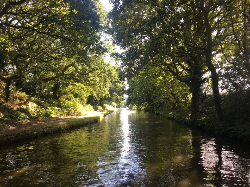 Bridgewater Canal Tree Canopy