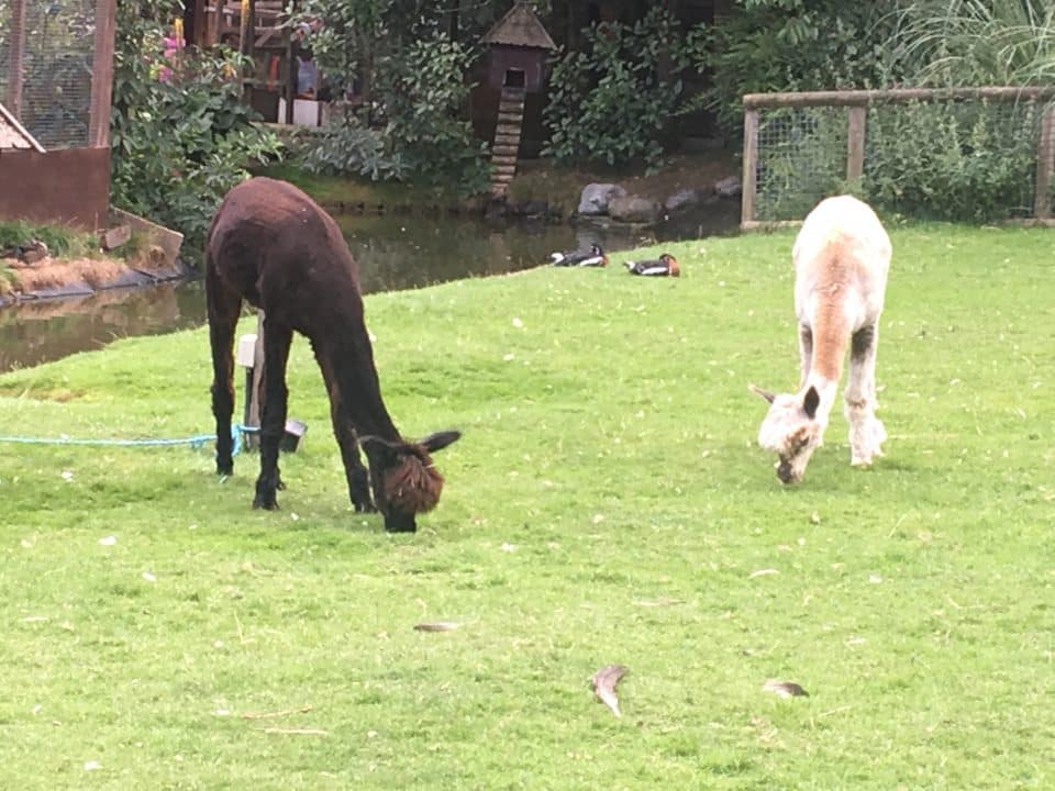 Children's Zoo Alpacas