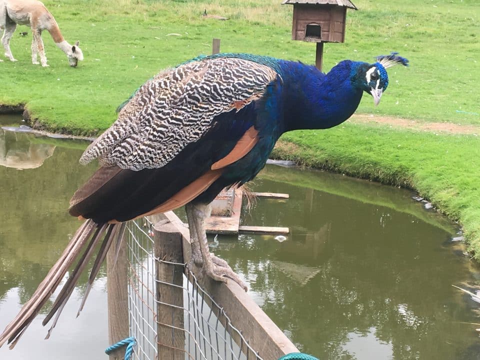 The Peacocks are very tame (and noisy)