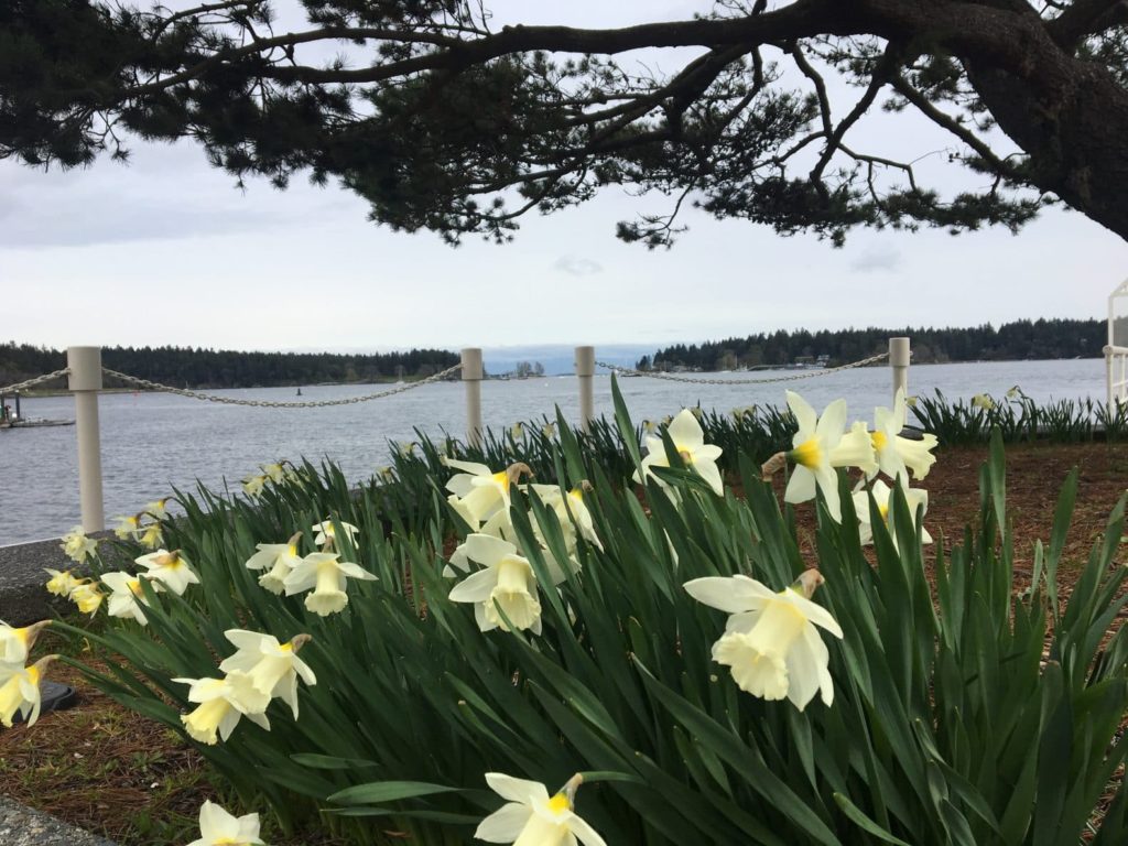 Nanaimo Waterfront Daffodils