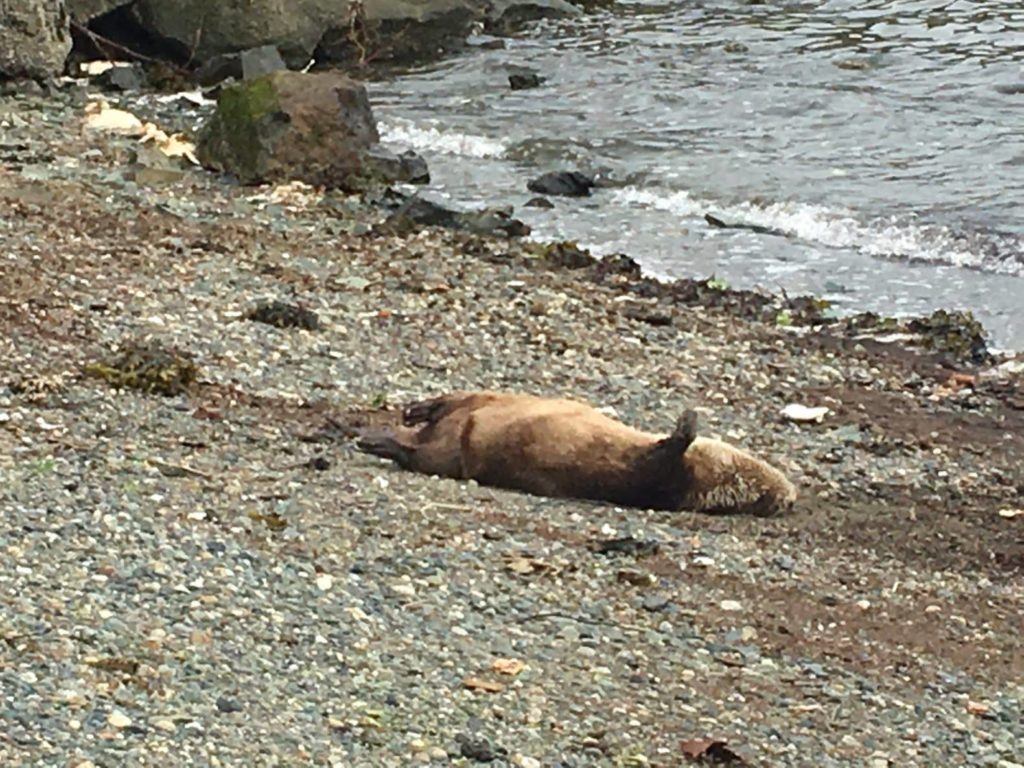 Nanaimo Sea Otter Playing