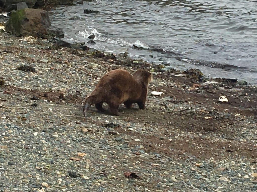 Nanaimo Sea Otter