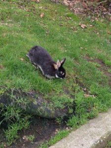 Nanaimo Rabbit