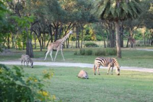 Animal Kingdom Lodge Wildlife