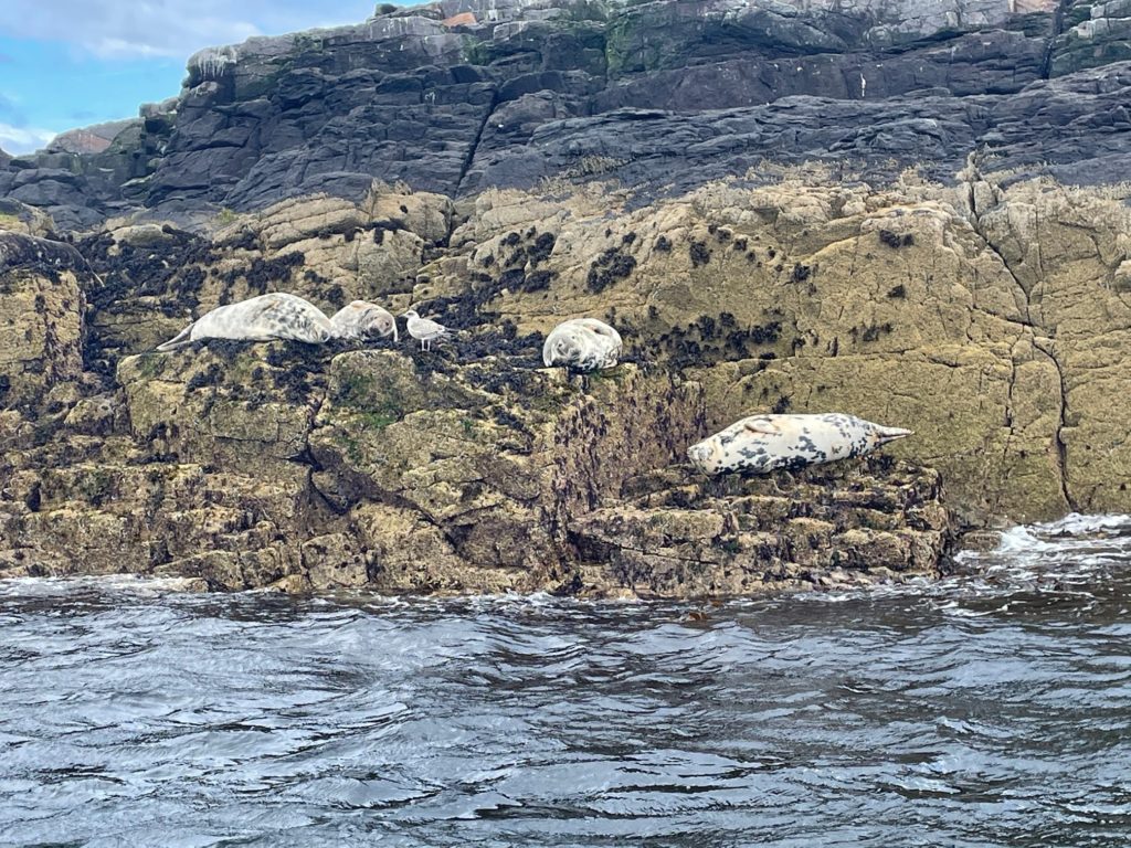 Farne Islands Boat Trip Seals