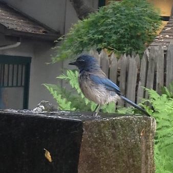 Western Scrub Jay