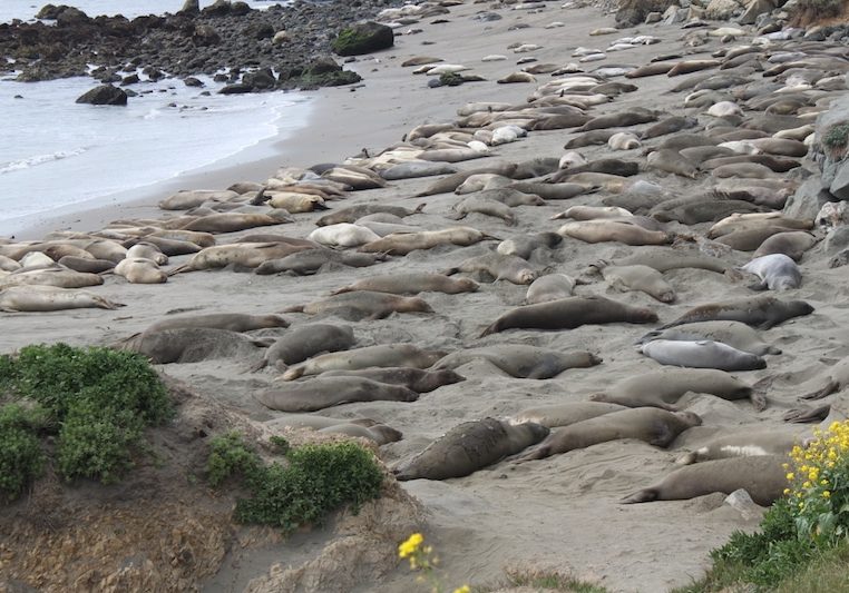 Elephant Seals at The Rookery