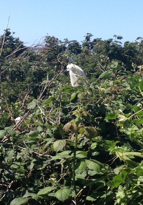 Alcatraz Snowy Egret