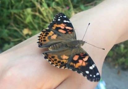 Butterfly release on arm