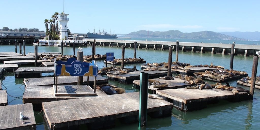 K-Dock Sea Lions